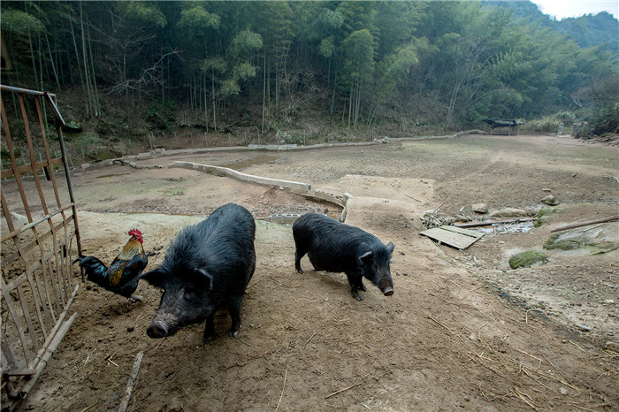这种猪一年才长40公斤，氨基酸和微量元素最高，过年一定要吃！ 