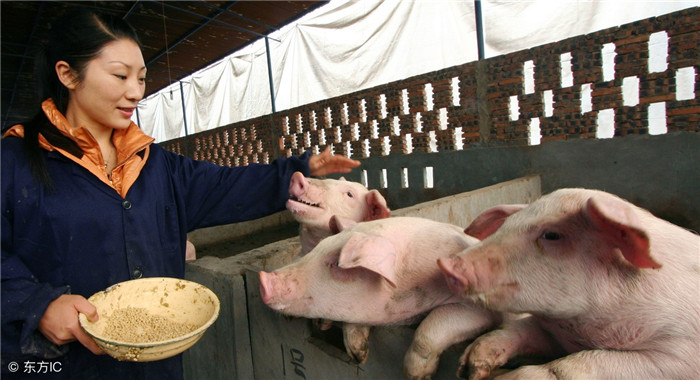 有些养殖户跟猪很亲近，一走近猪就会自动上来，这样的情况很多见。 