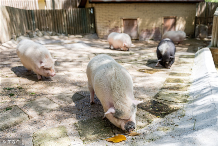 前几年，农村养猪的较多，去年突然发现，曾经常年养猪的农户也不养了。（图片来自东方IC） 