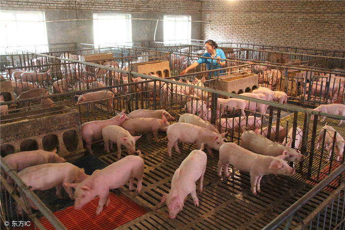 如果马云真的迈进养猪市场，先进的理念，先进的管理水平，能否引领养猪新的技术的科技革命，让我们拭目以待。我们更加关心的猪价，会便宜吗？（