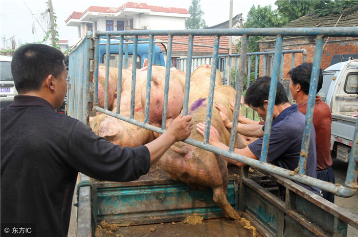 养猪需要面对很大的风险，还要有技术。对于农村个体户养殖也是一个考验。（图片来自东方IC） 