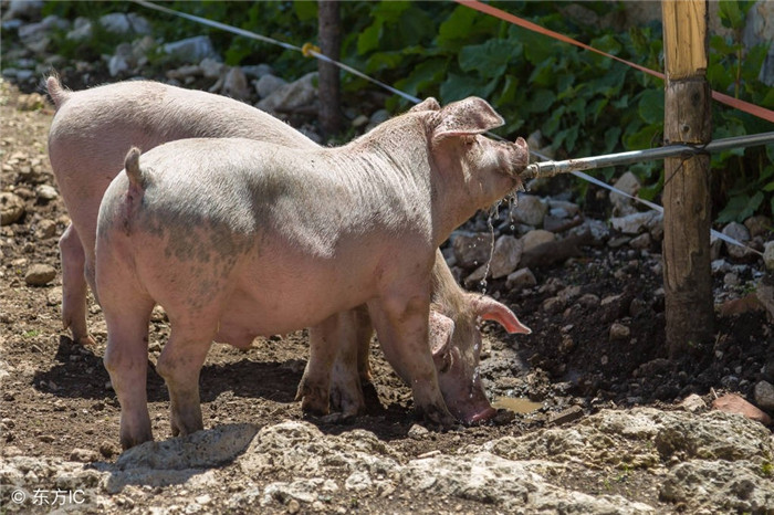 而如今，随着农村养殖面临规模化和环保政策双向压力下，许多农村养殖户也不得不选择退出养猪行业。（图片来自东方IC） 