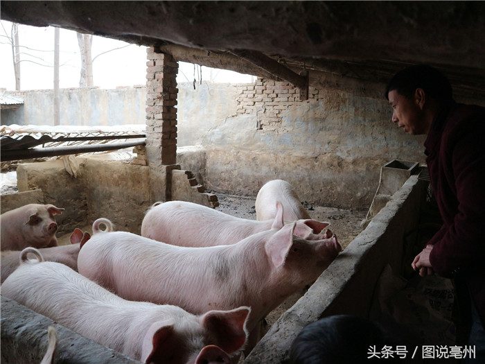 二舅姓贾，从事养猪行业近10年，对于养猪有一套养殖经验。前几年养猪发财致富，养猪存栏量达到1000头以上，年收入20万元，成为周边农村的暴发户。 