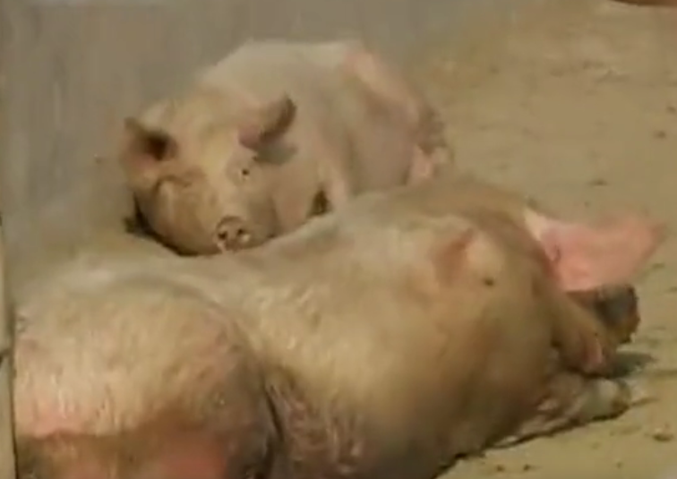 为了让猪长得快，这家猪场居然安装了猪床