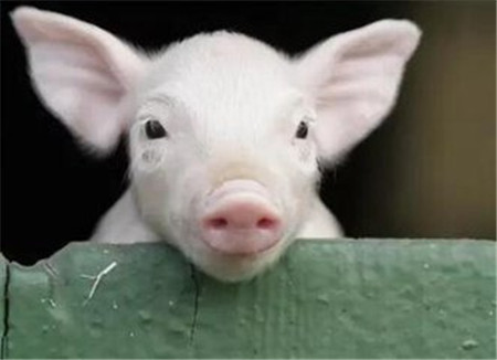 生猪价格春节后饮食偏清淡，猪肉消费将进入疲软期？