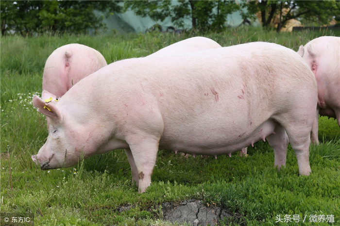 一、选择好的猪品种。好的猪种不仅在饲料报酬高、日增重快、瘦肉率上具有一定的优势，在销售价格上外三元＞内三元＞土杂。 