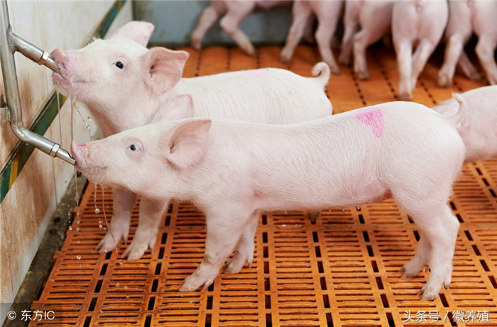 三、保证猪只有充足、干净的水源。缺水会降低猪的食欲、影响猪消化和正常生长，从而降低对饲料的利用率。 