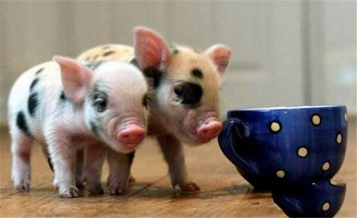 茶杯猪是一种微型猪，是由塔姆沃思猪和格洛斯特郡花猪杂交而成的。选育起于二战后的美、日等国，它们起初被用作实验动物。茶杯猪的培育相当繁琐而且成功率很低，刚出生不久的“茶杯猪”比家猫还要娇小，差不多半斤重。 