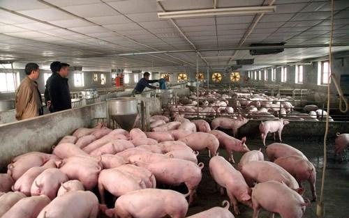 猪价一周狂跌近1元/公斤，到底是消费下降，还是猪多了