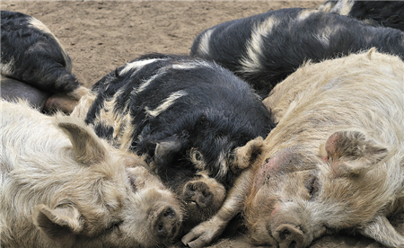 实现猪场的批次化生产--管理者需要做什么？