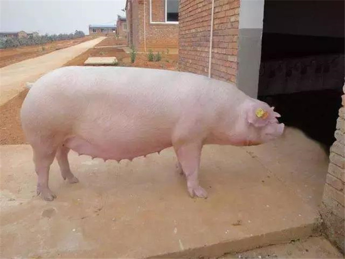 养猪口诀四：小猪讲发育，大猪讲增重