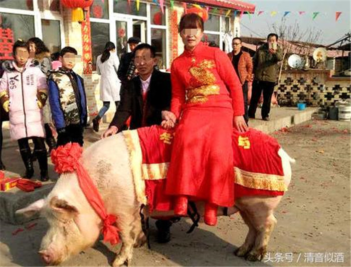 张先生就是我们今天故事的主角，他是当地有名的养猪户，而新娘也是当地的养猪农户。几日前的这个村子，显得格外热闹，因为两人喜结连理了。