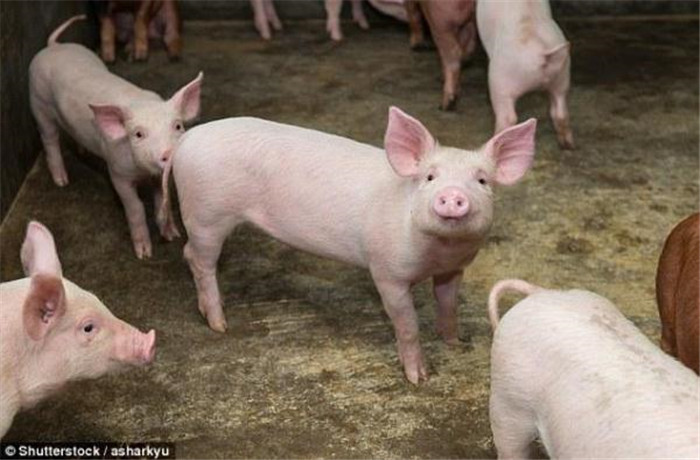 据《每日邮报》报道，英国农业和园艺发展委员会（Agriculture and Horticulture Development Board，AHDB）最新研究发现，英国猪的体型发生了变化，现在的猪比上世纪70年代的时候平均瘦了44%，这是因为现在大家更关注减肥、瘦身、养生，因此脂肪含量超高的肥肉已经失宠了。