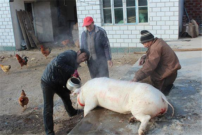 春节期间，在农村很多农户都要杀年猪过年，一般都是五六家合伙杀一头猪，然后平均分配猪肉。没有杀猪经验的人还真不敢动手，一般在农村杀猪都要请一个手法比较厉害的人 