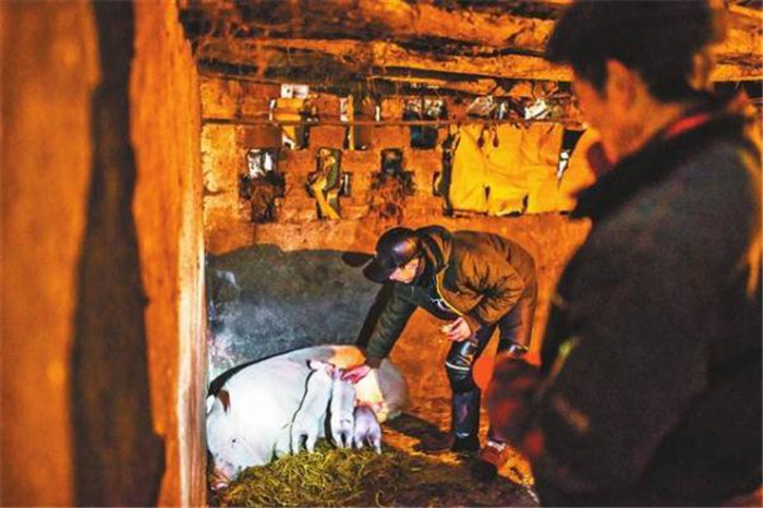 开州区大德镇东坪村2组，赵贵全在彭贤树家的猪圈为母猪诊治。（
