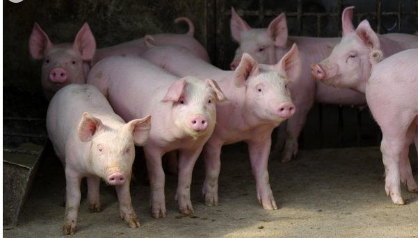 引发猪呼吸道疾病的五大原因，养猪人你都知道吗？