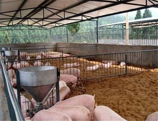 农村养殖技术分享——新手养猪一定要避免的几个坑！