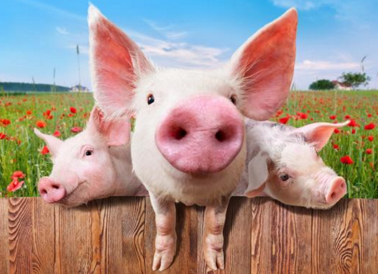 猪价暴跌22%，照这样发展，猪肉价格要回归5元时代？