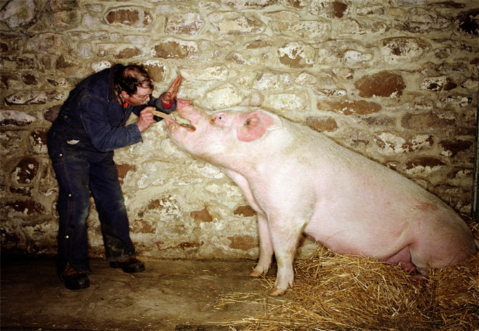 在周围发生疫情时，养猪人可全场猪群每吨饲料中添加3公斤扶正解毒散。