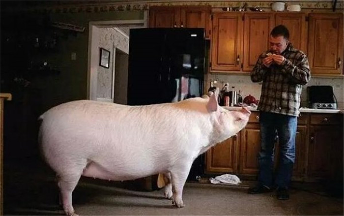 虽然家里的猪越长越胖，但，铲屎官还是舍不得将它杀了吃肉，而是放在家里好好养着。 