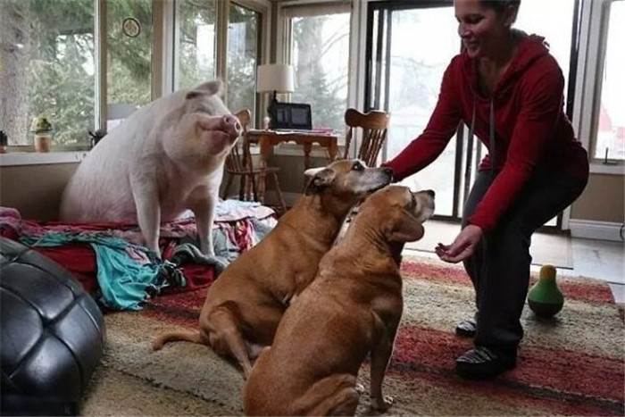 看着女主人在教家里的两只狗动作，旁边的宠物猪一脸笑意，卖萌可耻哦。 