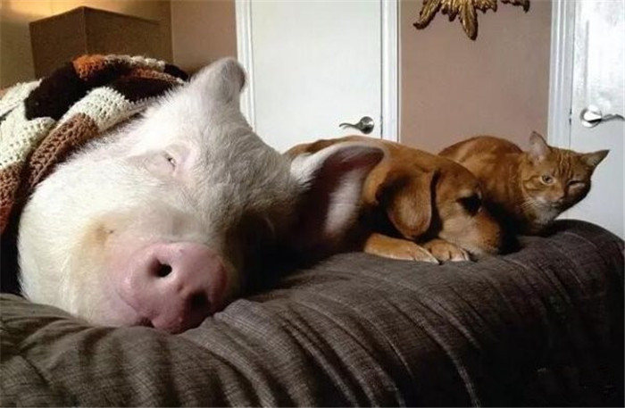 这个家庭里的成员蛮多的，有猫猫狗狗和猪猪，相处和谐，躺在一张床上都不会打架。 
