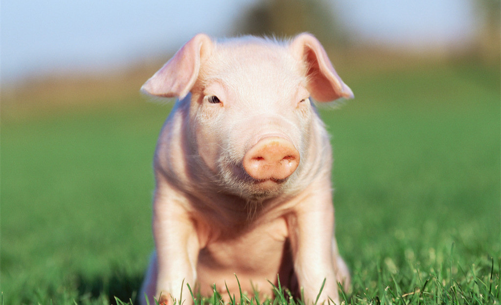 虽然市场跌的不正常 但养殖户卖猪要保持正常出的做法