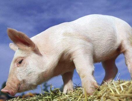 猪价低时大量购入母猪是否为明智的选择?