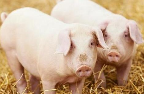 猪价上涨地区不断增多，能否一鼓作气涨上去呢？