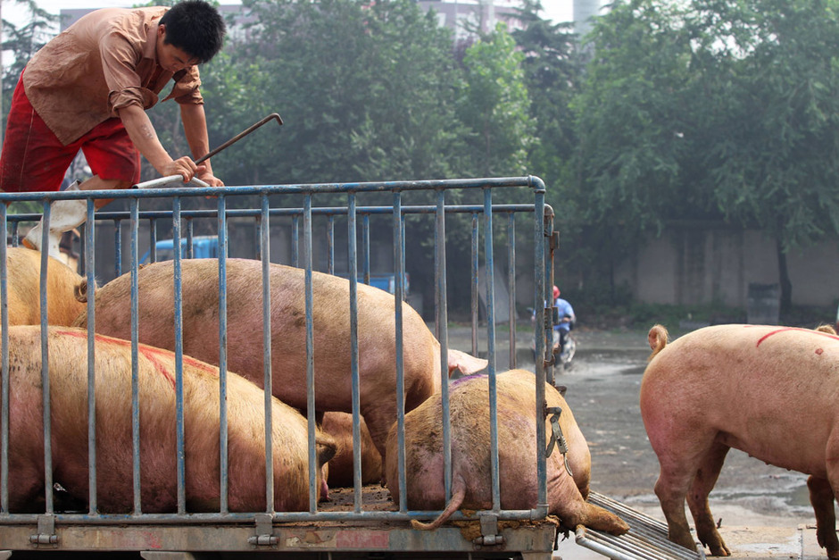 去年同期猪价达16.36元/公斤，而今头均亏损达21元