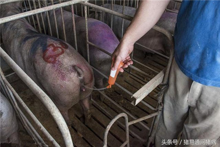 母猪配种,谈谈我的经验!