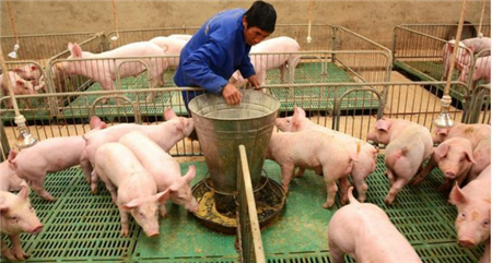 猪价都跌成啥样了，居然还有媒体鼓吹农民工返乡养猪？ 　　