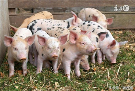 农村门外汉研究出养猪新方法 竟然养殖出了1000斤大猪