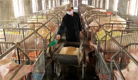 养猪业环境和养猪成本缩水，散养户还能生存吗？