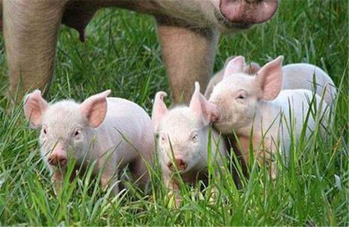 伺养密度就是每头猪所占有的猪舍面积，词养密度可以说对猪舍温度、湿度及空气的新鲜度有非常大的影响，也影响着猪的采食、饮水、排粪、排尿、休息等行为活动。适宜的饲养密度对猪的生长是有利的。但是超过合理的伺养密度，就会影响猪只的生产性能。