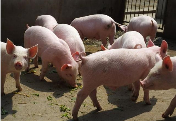 要控制猪群体的头数，母猪和公猪要单圈饲养，育肥猪的群体不可超过15头，仔猪群不可超过25头。一个猪棚内总数不能超过100头，因为头数过多，影响棚内空气等环境质量。下图是各种不同猪每头所占猪床的面积大小