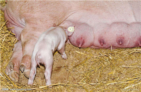 驱除体外寄生虫：分娩前几天母猪喜卧，不喜欢过多的运动，应给母猪创造较安静、舒适的环境。如发现母猪身上有虱或疥癣，要用伊维菌素等驱虫药灭除，以免分娩后传给仔猪。