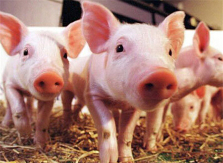 农业部最新通知：严打违规、走私猪肉等危害猪肉品质的违法行为！
