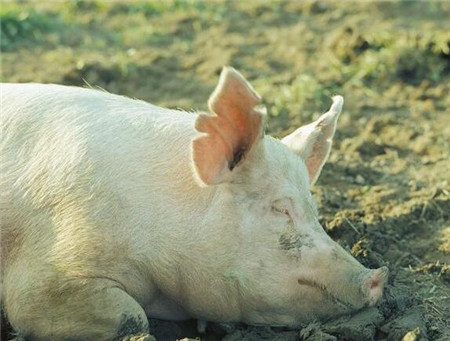 4种猪病在春季里最容易发生