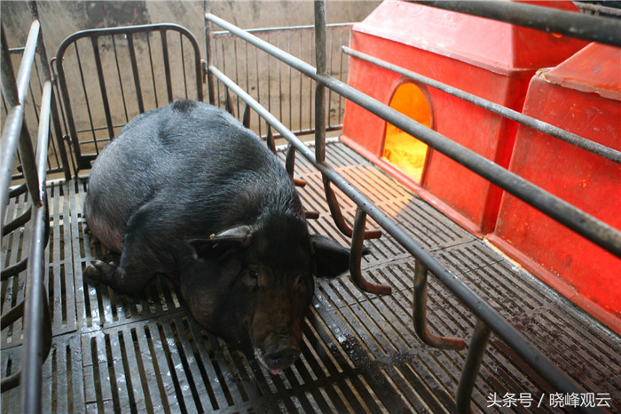 临产前母猪移入妊娠车间，受到特殊照料。 