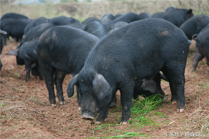 经过育成阶段的生猪，就要进入育肥车间了。为保证生猪的健康，使猪肉更美味，猪场会定时将生猪赶到外面放风。 