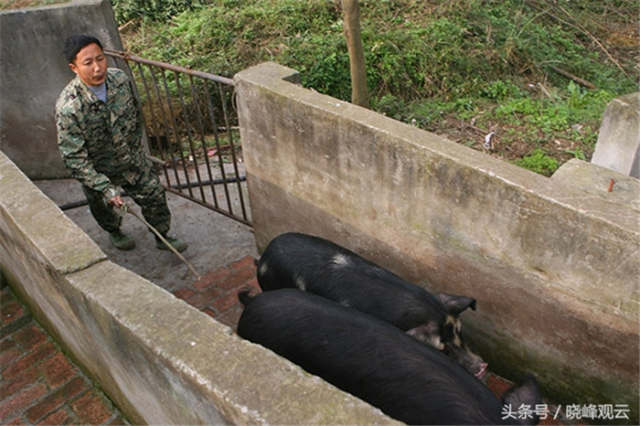 经过育肥阶段，生猪就可以出栏上市了。 