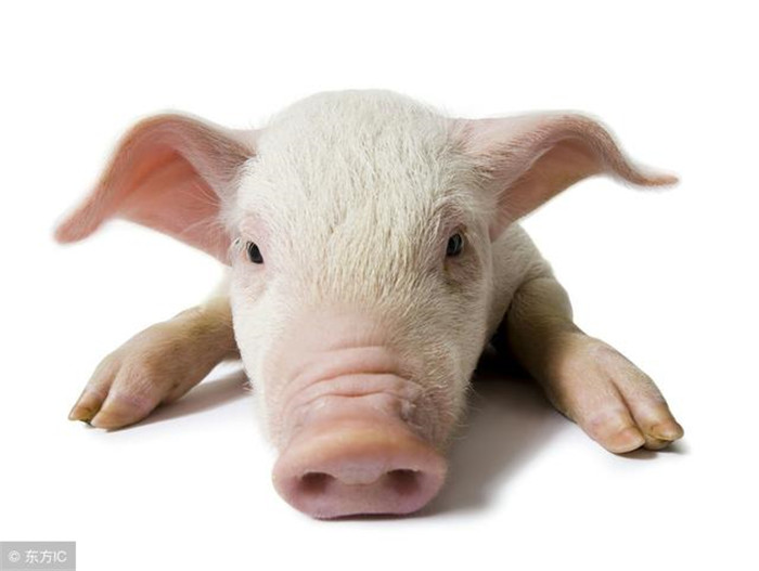 在我们养猪过程中，了解猪的行为对我们养猪过程中可是说是非常重要。根据猪的行为去饲养，可以使我们养猪更顺利，效益更大化。了解仔猪行为和了解母猪行为同等重要。