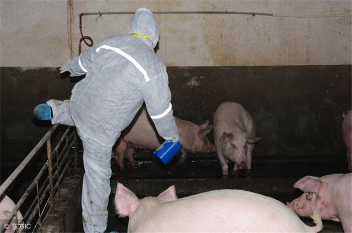预防和控制疾病  在现今的养猪技术水平日渐提高，动物疾病的发生率也越来越高，在实现高效养猪的同时，养户们必须对疾病的防控要加强，一旦猪只发病，不说提高养猪利润，直接就降低有养猪效益。猪场必须提前做好疾病防控、疫苗接种、猪场消毒工作。