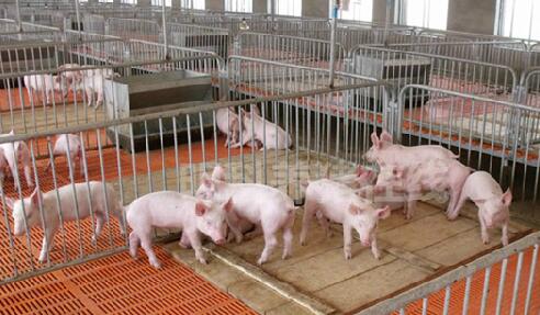 猪价低迷期，养猪人更需要做好这4方面的基础工作