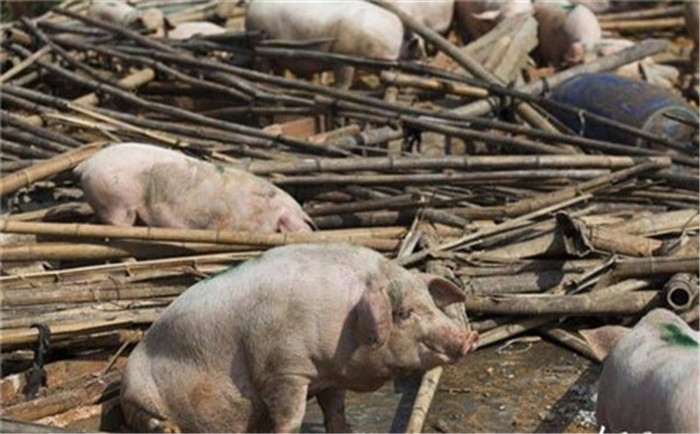调整种猪群  加大种猪更新力度，选择耗料少、生长快、瘦肉率高的猪种，实现同等饲养环境下同等养猪成本情况下，产生的养猪效益有所提升。