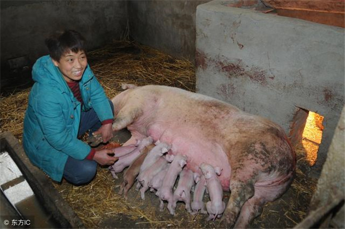 具体补助：大白猪600头以上，长白猪600头以上，杜洛克猪300头以上，假如年测定种猪到达2000头以上，就能享受到500万元的现金补助。