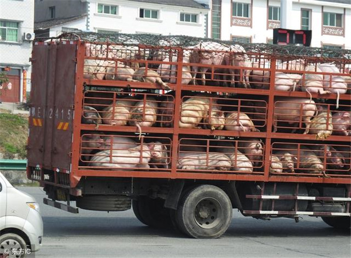生猪价格的持续走低，部分猪场已经进入亏损阶段，养殖户也越来越失去耐心，有的选择退出，有的压拦观望等待猪价上涨。对于今年的猪价，很多人还是不太看好，今年猪价可能会长时间保持低位。