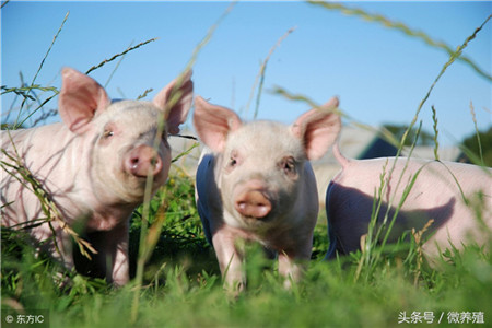 猪价暴跌与养殖巨头疯狂扩张有关？看数据说话