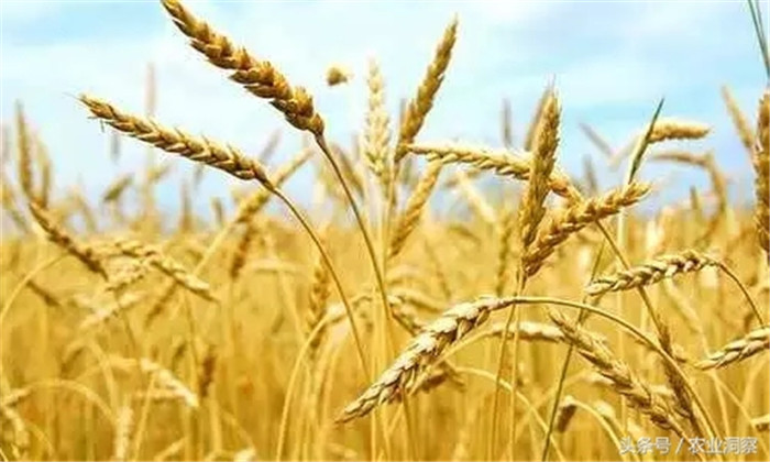 2、小麦：产量预测：十三五”期间，小麦种植面积稳中有降，到2020年降至2402万公顷，小麦总产量增至13191万吨;到2025年，小麦面积预计为2393万公顷，产量13279万吨，年均增长0.2%，明显低于过去10年2.6%的增速。 